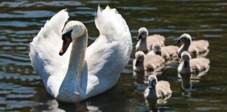 Czego nie kupować dla niemowląt?