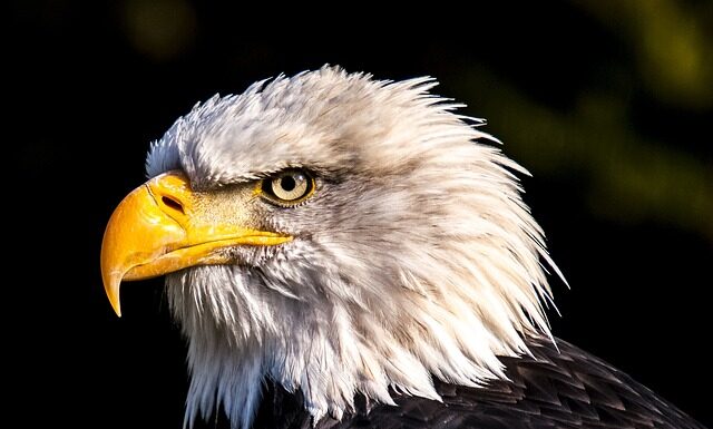 Jak się robi Orla z papieru?