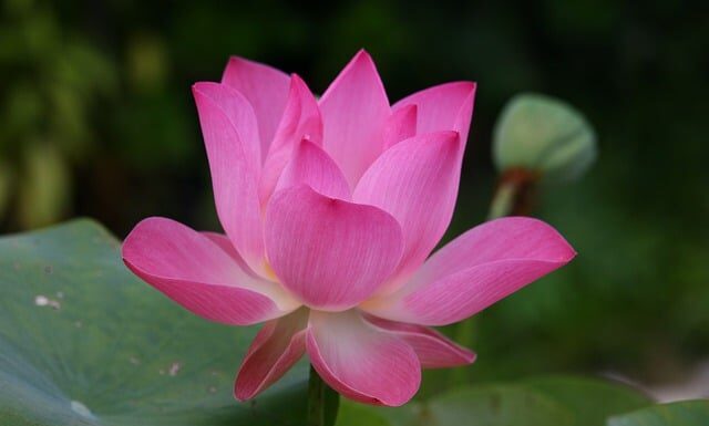 Jak się mówi po angielsku blok?