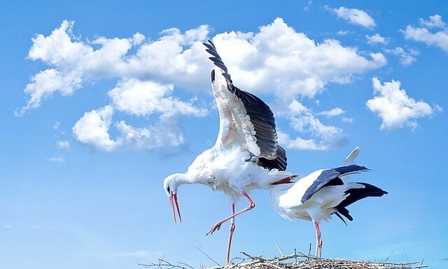 Jak zrobić bociana do przedszkola?