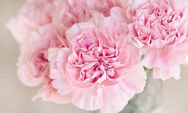 Jak zrobić goździki? Jak zrobić goździki?