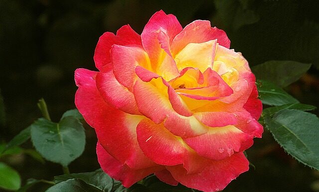 Jak samemu zrobić Podziękowania dla gości na chrzest? Jak samemu zrobić Podziękowania dla gości na chrzest?