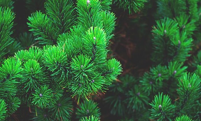 Z czego zrobić choinki?