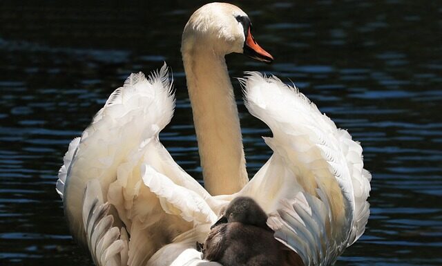 Po co fotelik obrotowy? Po co fotelik obrotowy?