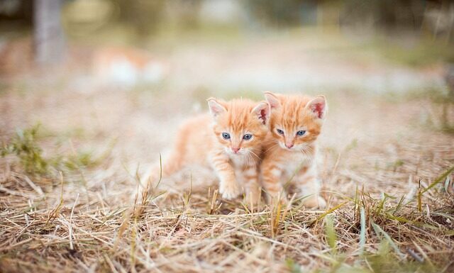 Kiedy zacząć smarować sutki w ciąży? Kiedy zacząć smarować sutki w ciąży?
