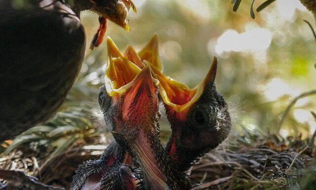 Czy można karmić dziecko po Ulaniu?