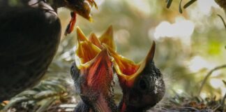 Jak często karmić noworodka z butelki?