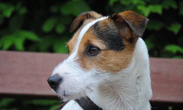 Jaki biret nosi proboszcz?