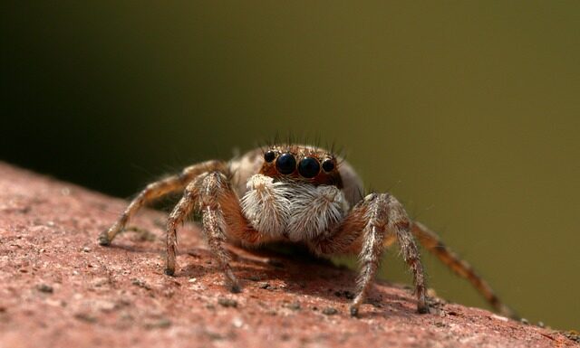 Jak głęboko ubija skoczek?