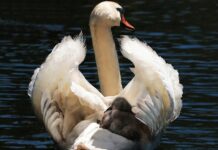 Czy fotelik z bazą pasuje do każdego samochodu?