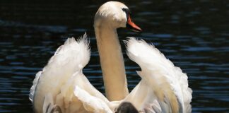 Czy fotelik z bazą pasuje do każdego samochodu?