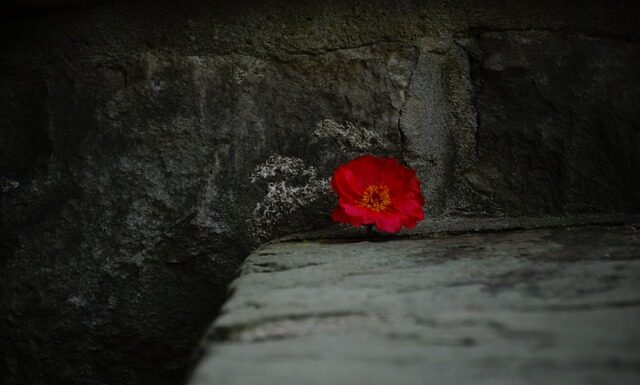 Jak zrobić kwiatka z koralików krok po kroku? Jak zrobić kwiatka z koralików krok po kroku?