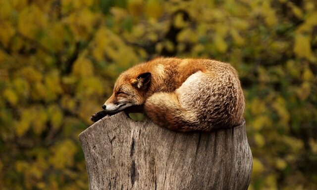 Co oznacza czerwona sutanna?