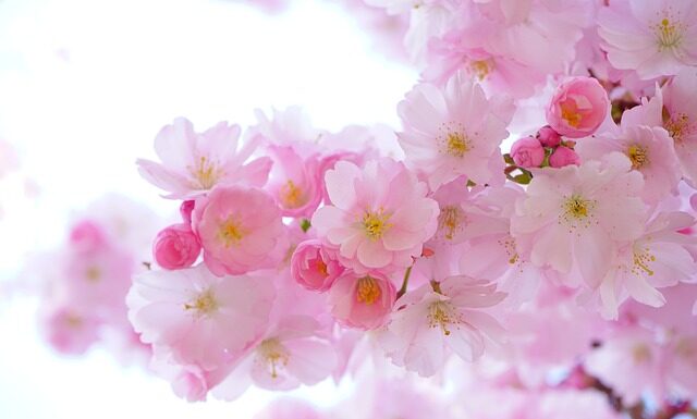 Dlaczego dziewczynki lubia różowy kolor?