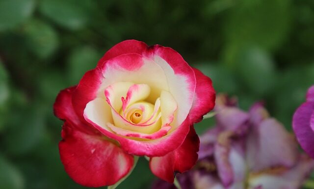 Czy odmowa bycia chrzestnym to grzech? Czy odmowa bycia chrzestnym to grzech?