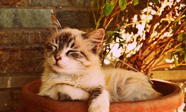 Ile razy w ciągu dnia śpi 7-miesięczne dziecko?