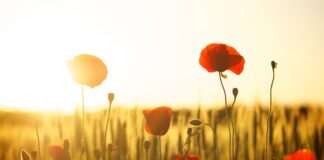 Jak zrobić mak z papieru?