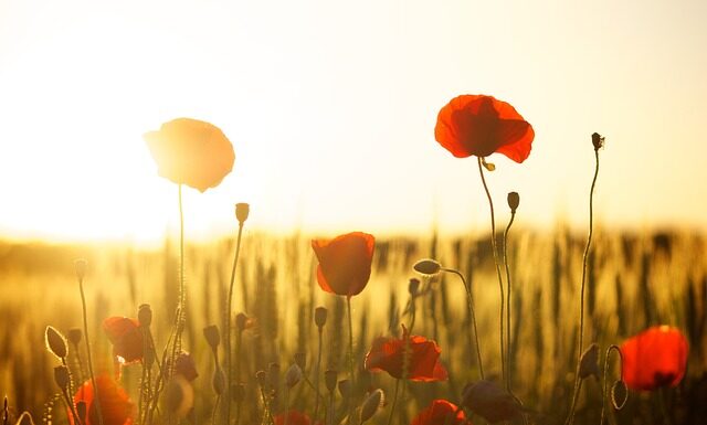 Jak zrobić mak z papieru? Jak zrobić mak z papieru?