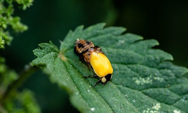 Jak czyścić lalkę Baby Born? Jak czyścić lalkę Baby Born?