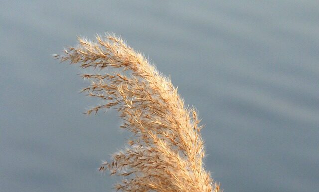 Czym się różnią body od Śpiochów? Czym się różnią body od Śpiochów?