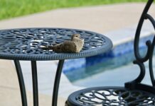 Czy w basenie widać mocz?