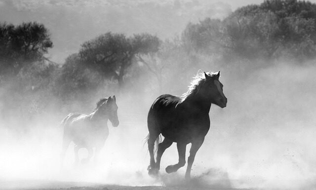 Co zrobić z Pyssla? Co zrobić z Pyssla?