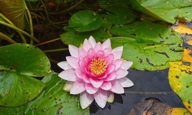 Od jakiego wzrostu Podkładka zamiast fotelika? Od jakiego wzrostu Podkładka zamiast fotelika?